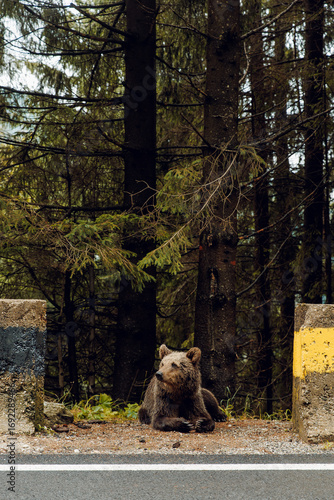 brown bear sitting at the edge of the road wainting for food in Carpathian mountains 