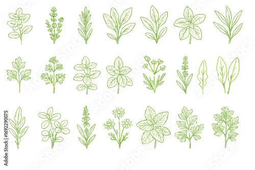Botanical illustration featuring various herbs and leaves against a white background in a detailed and artistic design
