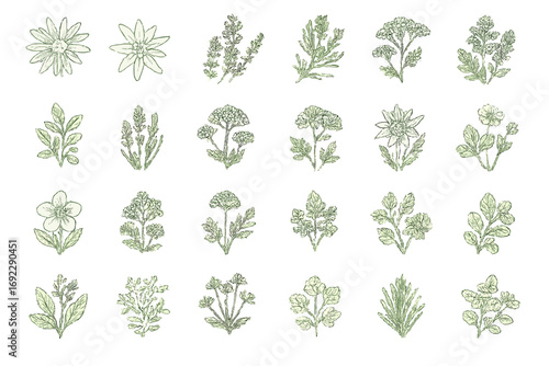 Various botanical illustrations showcasing intricate details of herbs and flowers in green tones