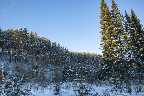 Wallpaper Mural Snowy pine forest on hillside under blue sky, serene winter landscape Torontodigital.ca