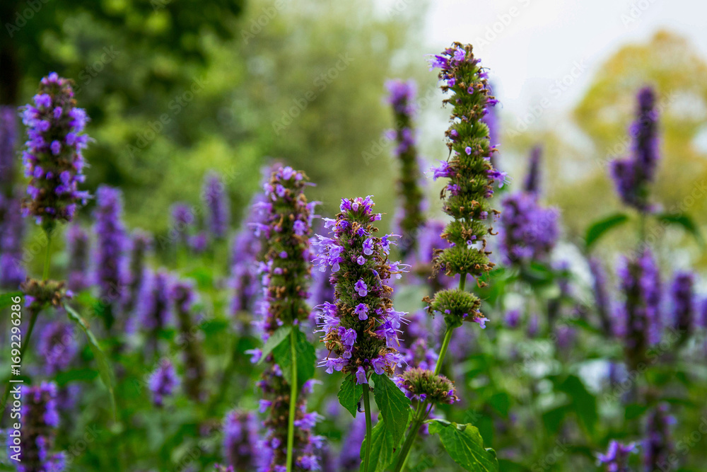 Obraz premium A field of beautiful purple flowers