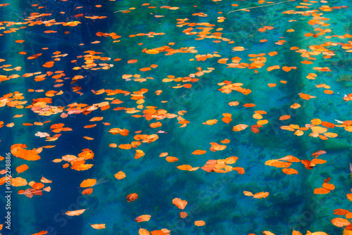 Autumn leaves on the surface of a clear lake. Mountain lake. Natural composition as a background and texture. Photo for background, wallpaper, postcards.