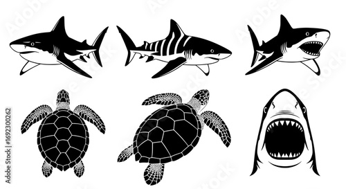 Set of black and white illustrations of sharks and sea turtles, isolated on white background silhouette graphics elements set