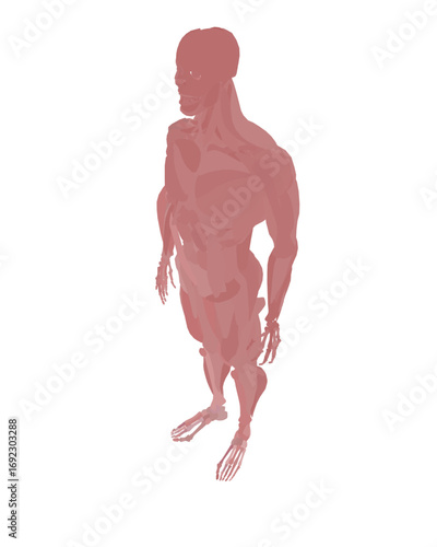 Silhouette of a male torso and arms on a white background, featuring a detailed human face centered within the musculature and skeleton outline.