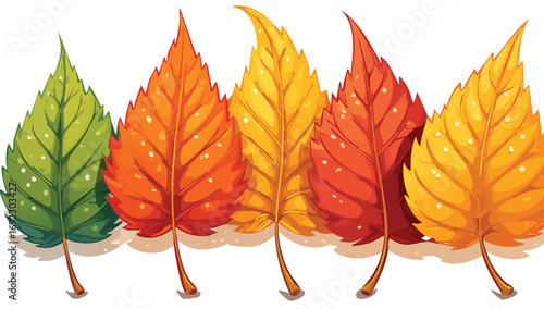 Fall Leaves. Four leaves from the same tree changing to fall color