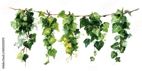 Creeper plants isolated on transparent background. High quality cutout ivy with lush green foliage.