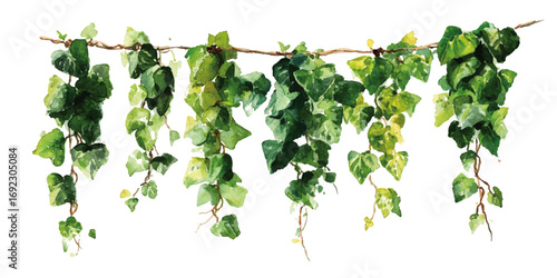 Creeper plants isolated on transparent background. High quality cutout ivy with lush green foliage.