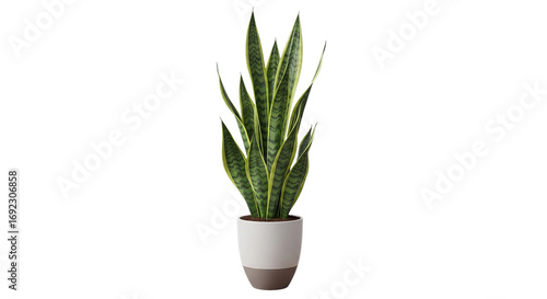 Tall green snake plant sansevieria trifasciata in a modern white and brown ceramic pot
