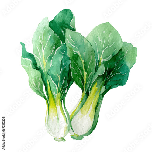 EPS painting design, Vector illustration set, My Watercolor illustration, bok choy from top angle painting isolated on a white background, vegetables set
