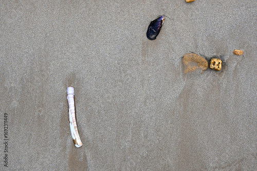 Coquillages sur la plage