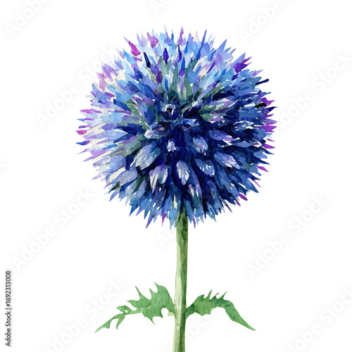An EPS painting design, Vector illustration set, My Watercolor illustration, globe thistle from the front painting, isolated on a white background
