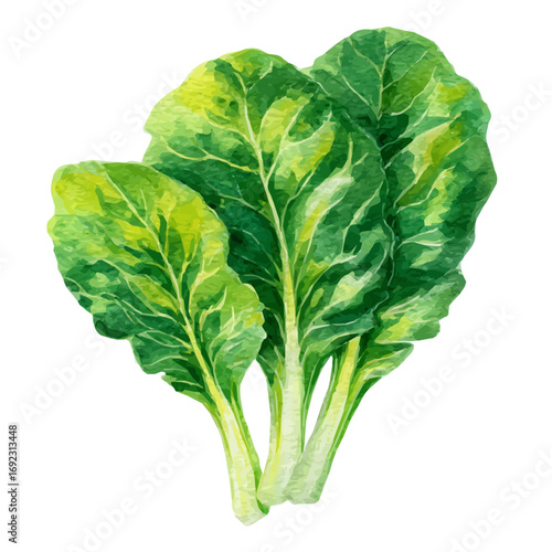 An EPS painting design, Vector illustration set, My Watercolor illustration, green chard from the front angle painting isolated on a white background