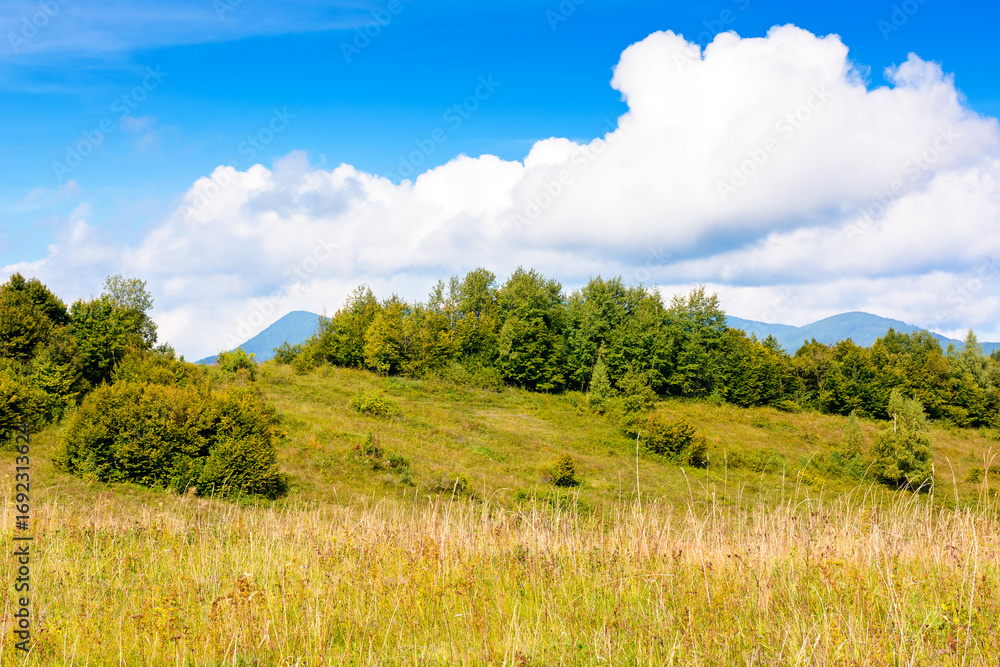 Obraz premium forest and grassy meadows on hills under cloudy autumnal sky. beautiful countryside in fine autumn weather. nature scenery of outskirts in carpathian mountains on a sunny day