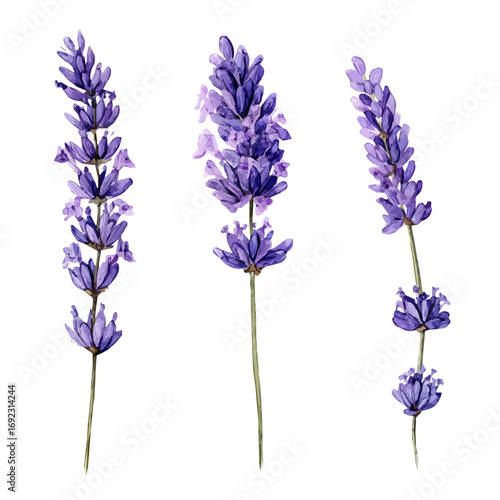 An EPS painting design, Vector illustration set, My Watercolor illustration, lavender sprigs from an angle painting isolated on a white background