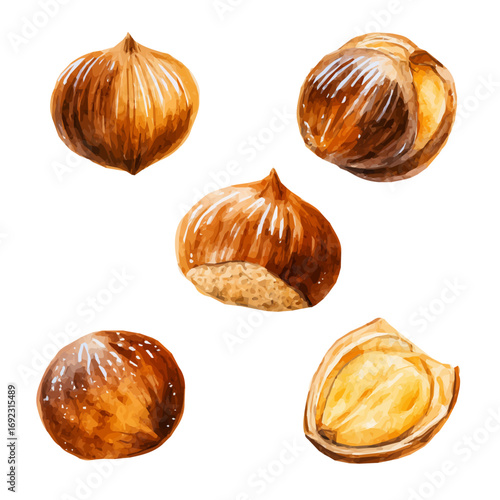 roasted chestnuts painting isolated on a white background, an EPS painting design, Vector illustration set, and My Watercolor illustration