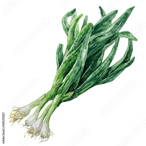 scallion branch from the side painting isolated on a white background, an EPS painting design, Vector illustration set, and My Watercolor illustration