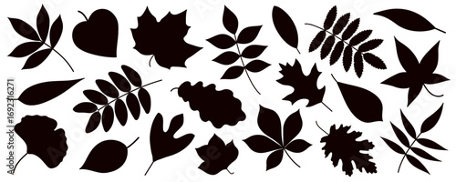 Flat vector collection of black autumn leaf silhouettes in various shapes. Simple fall leaf set for scrapbooking, background, card, pattern, banner, textile, crafts, packaging, printable, kids design.