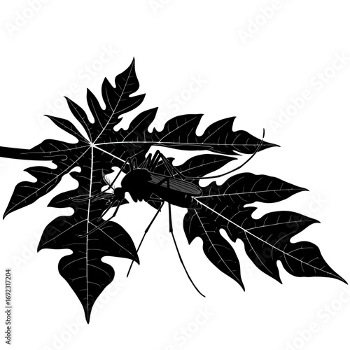Mosquito silhouette on papaya leaves isolated on white background