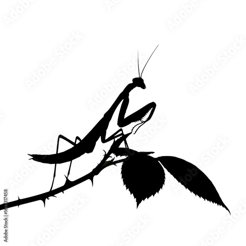 Praying mantis silhouette on thorny branch isolated on white background