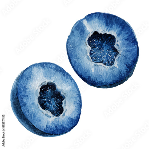 A vector fruit illustration and EPS format design. vector illustration, isolated on a white background, Mine Watercolor, Watercolor style painting of blueberry halves showing