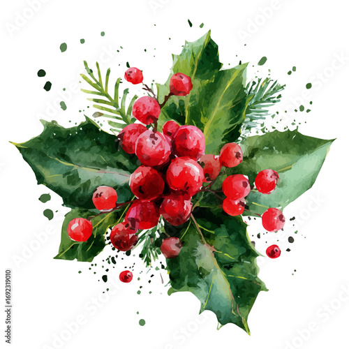 vector Christmas holly berries with pine leaves illustration and EPS format design. vector illustration, isolated on a white background, Mine Watercolor, Watercolor style 