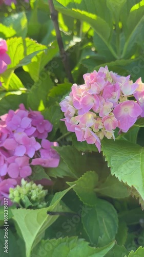 Bushes with inflorescences of bright pink hydrangea flowers bloom in the garden in summer. The flowering is illuminated by bright sunlight. For video presentation, advertising. Park.