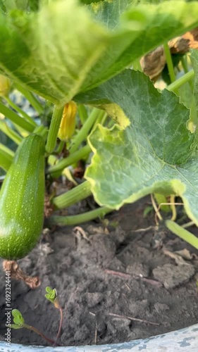 Zucchini bushes with large green leaves grow in a garden bed. Healthy food grown by hand. For video presentation, advertising. Terraced bed, raised garden. Close up. Vertical