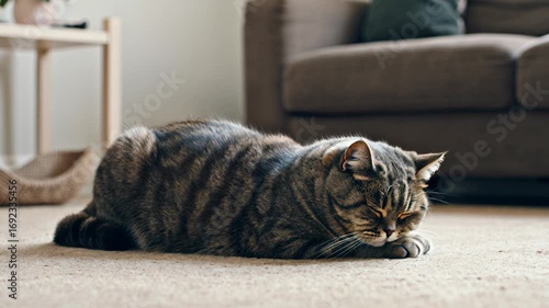British Shorthair cat relaxing in colorful modern living room