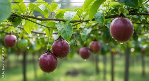 Close-up of ripe passion fruits hanging from the vine in a tropical orchard