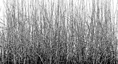 Ethereal reed silhouette evokes tranquil natural beauty, perfect for abstract art projects or atmospheric backgrounds