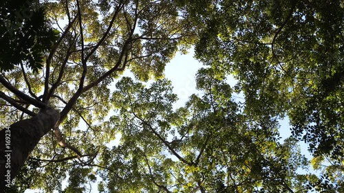 Spinning View of Blue Sky and Mighty Green Tree Branches in Tropical Jungle of Thailand