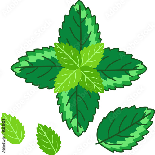 Refreshing Green Herb