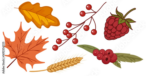 Vector set of autumn elements isolated on white background, colorful leaves, raspberry, cranberry, rowan berries, wheat ear, seasonal fall harvest decoration, Thanksgiving and autumn holiday design.