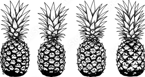 Pineapple outline illustration. Vector doodle sketch hand drawn illustration
