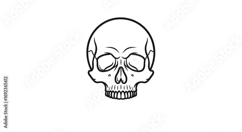 Simple Line Drawing of a Human Skull Isolated on White Background