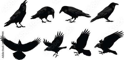 Detailed raven bird illustrations in various poses and flight, black crow vector set for wildlife, nature, gothic, and Halloween designs.