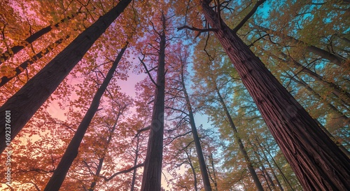 Ramas de árbol desnudas con color otoño de otoño