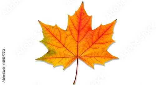 Wallpaper Mural Diez hojas de otoño coloridas que muestran estaciones cambiantes en fondo transparente Torontodigital.ca