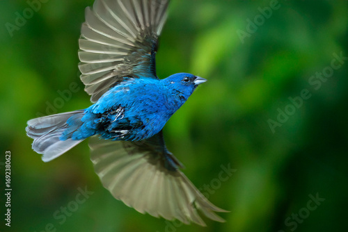 indigo bunting in flight, wingspread out