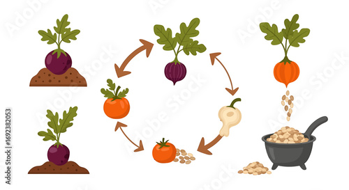 Colorful cartoon infographic illustrating the life cycle of a fictional root vegetable from planting to harvesting seeds. EPS Editable