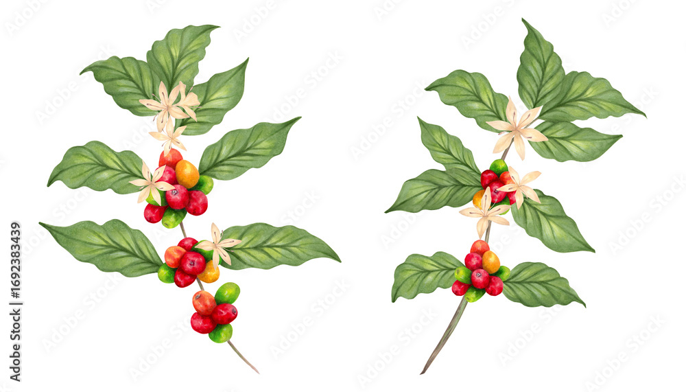 Obraz premium Coffee tree branch with berries and flower. Coffee Day. Watercolor illustration. Aroma of Robusta and Arabica varieties. Hand drawn isolated art. Clipart with the image of ripening coffee beans