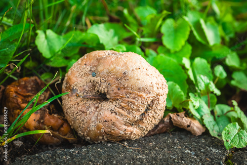Exploring the intricate textures of a curious mushroom nestled among vibrant green foliage on a tranquil day in nature