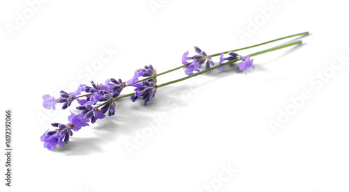 Lavender sprigs with purple flowers isolated. Lavender flowers on white.