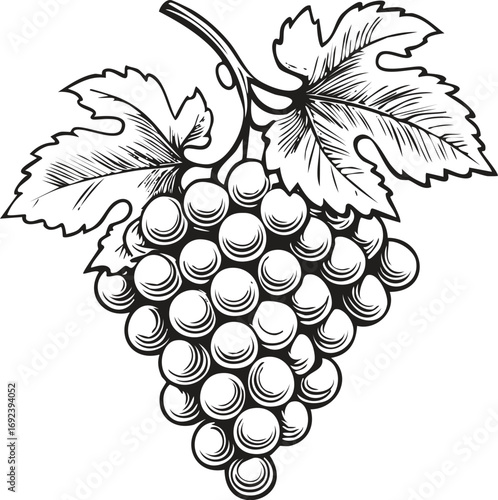 Grapes and Vine Branch