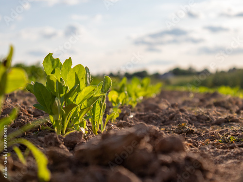 Fresh Green Leaves Grow in a Sunlit Field During Early Evening Hours in Summer