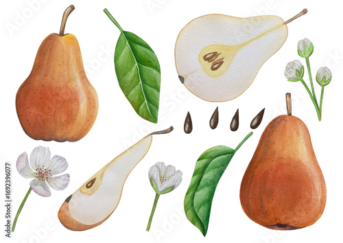 Sweet pears set watercolor illustration, fruits on isolated background, botanical painting. Ripe yellow pear with leaves and flowers