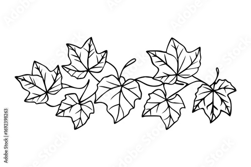 Ivy leaves in black and white