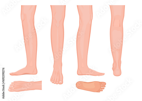 Illustration. View of a human leg from all sides
