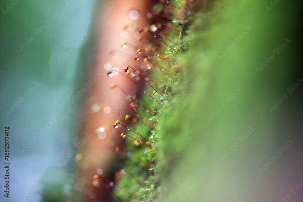 Naklejka premium Delicate Moss with Water Drops on Green Background in Nature