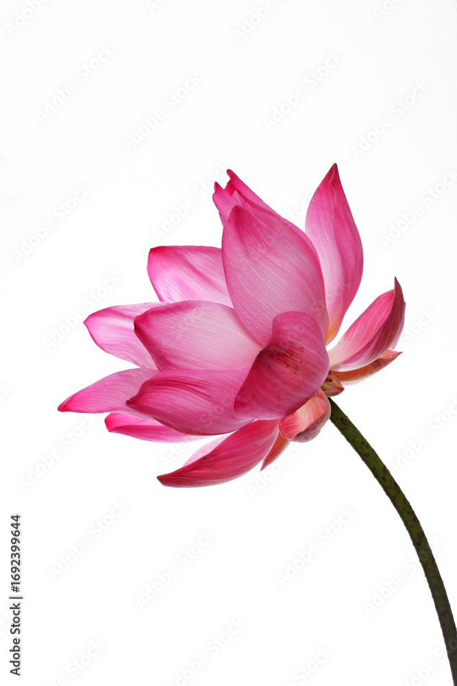 Fototapeta premium Elegant Pink Lotus Flower on White Background in Soft Light